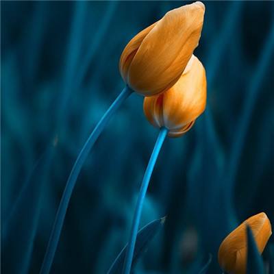 半岛官网最新下载